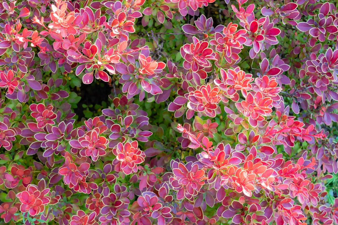 Photo Colorful flowers